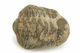 Bargain Phacopid Trilobite Fossils - Photo 3